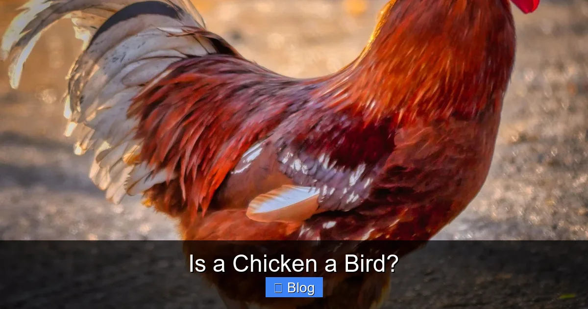Is a Chicken a Bird?