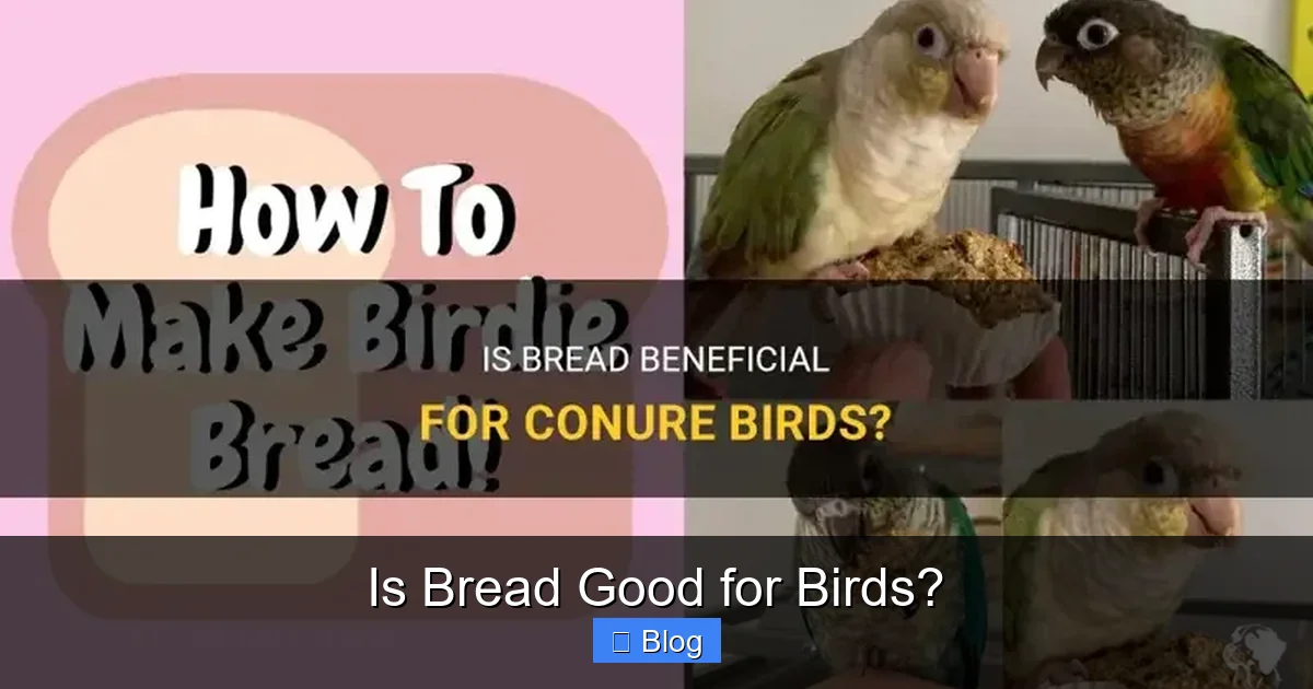 Is Bread Good for Birds?