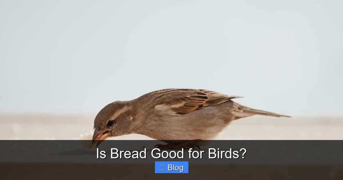 Is Bread Good for Birds?