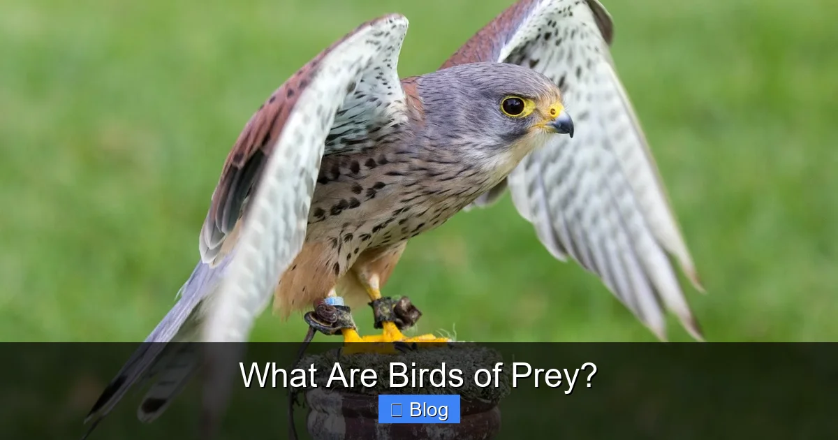 What Are Birds of Prey?