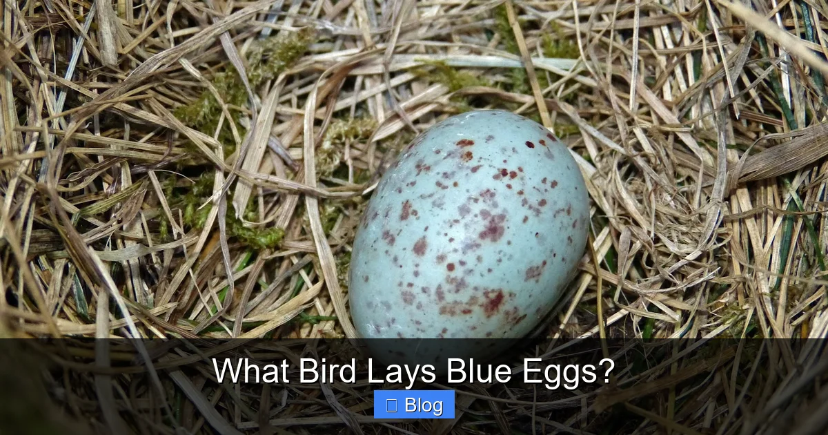 What Bird Lays Blue Eggs?