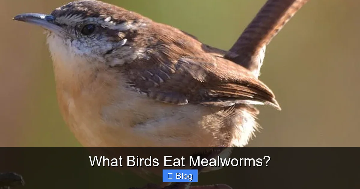 What Birds Eat Mealworms?