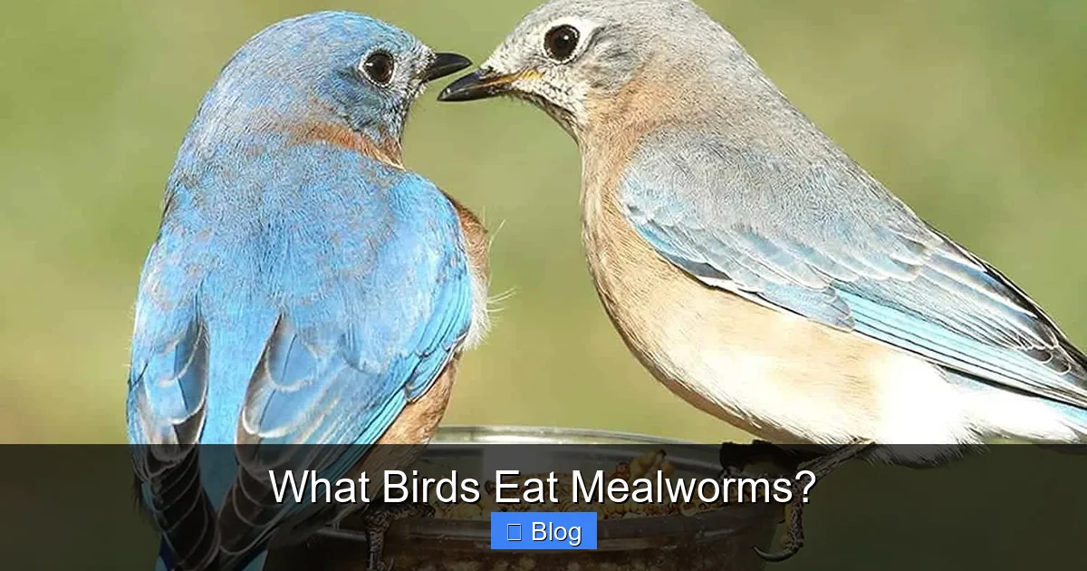 What Birds Eat Mealworms?