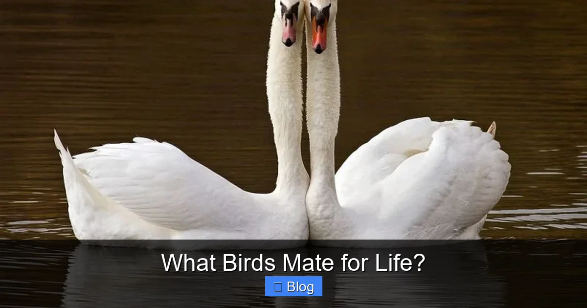 What Birds Mate for Life?