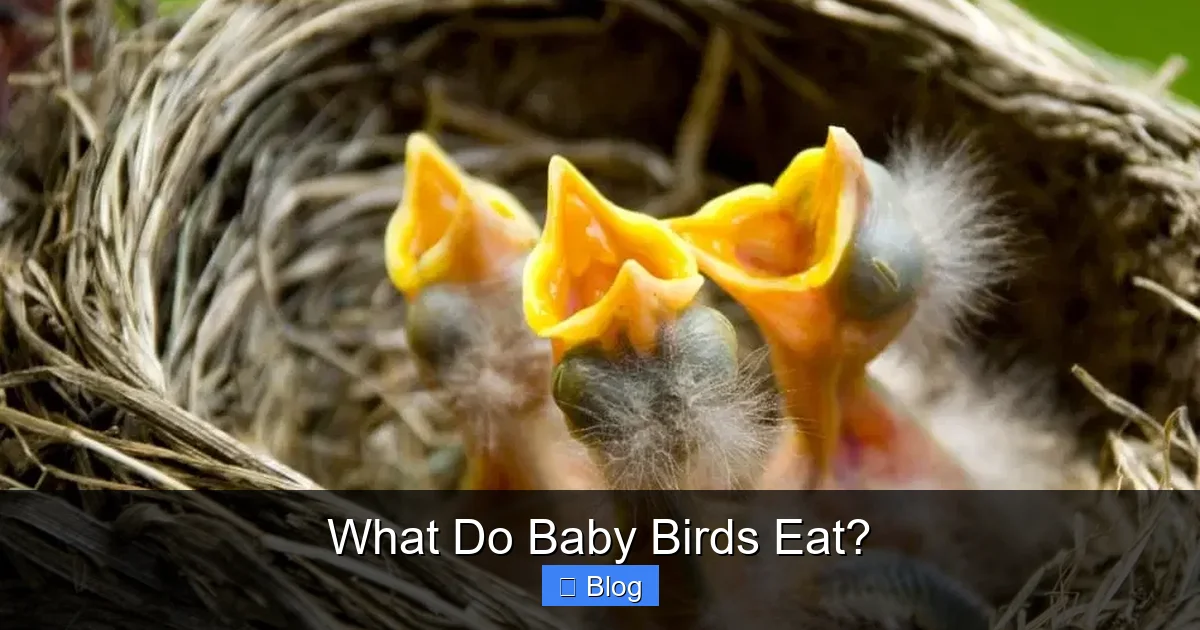 What Do Baby Birds Eat?