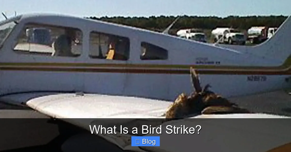 What Is a Bird Strike?