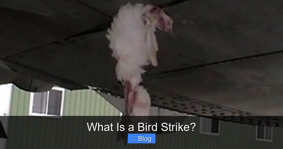 What Is a Bird Strike?