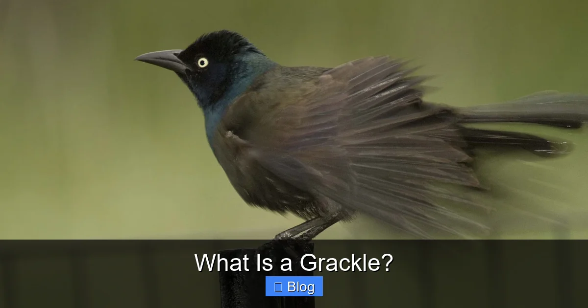 What Is a Grackle?