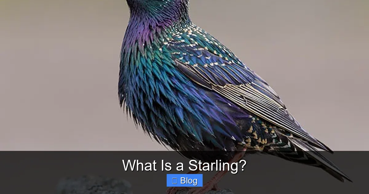 What Is a Starling?
