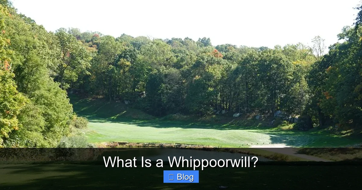 What Is a Whippoorwill?