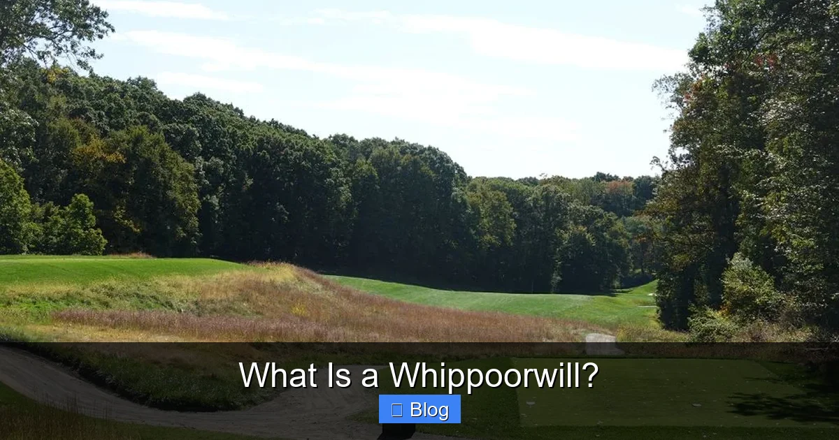 What Is a Whippoorwill?