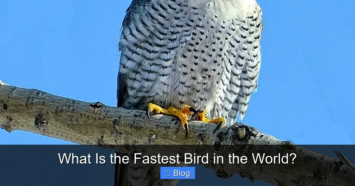 What Is the Fastest Bird in the World?