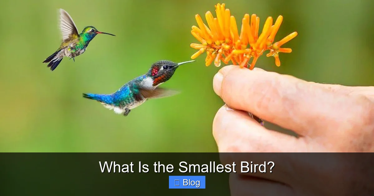 What Is the Smallest Bird?
