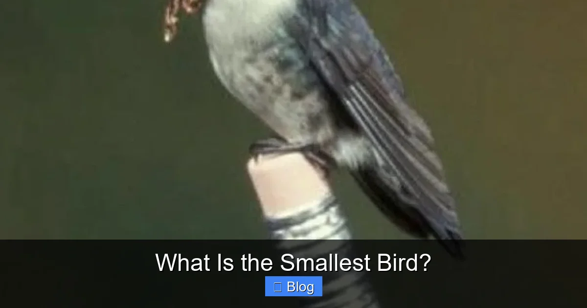 What Is the Smallest Bird?