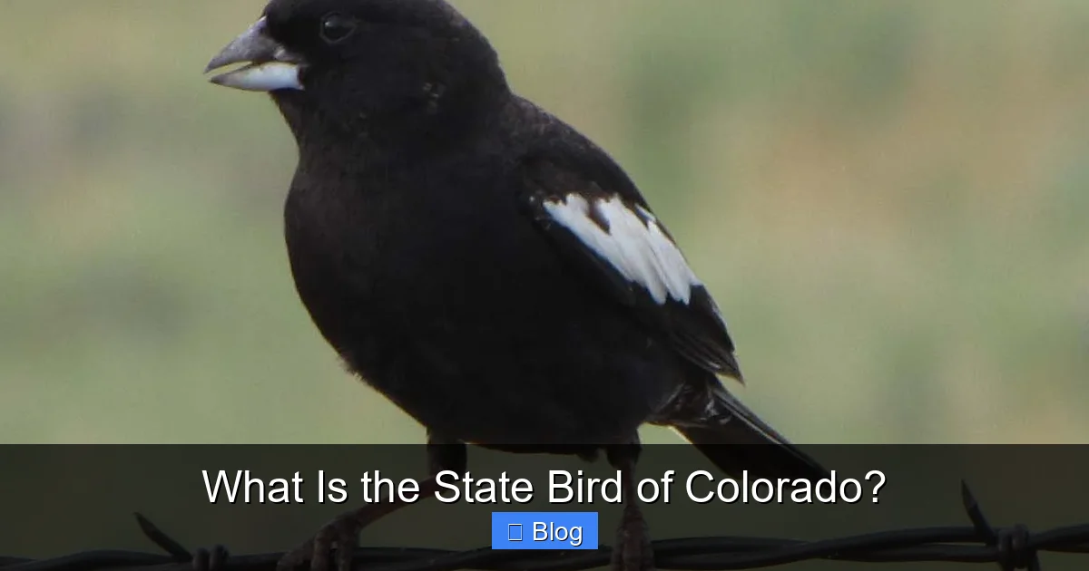 What Is the State Bird of Colorado?