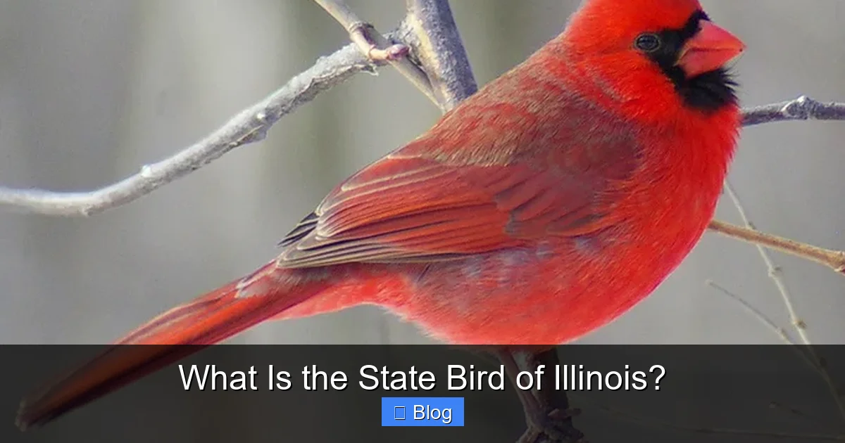 What Is the State Bird of Illinois?