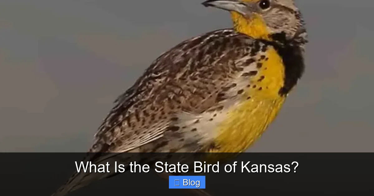 What Is the State Bird of Kansas?