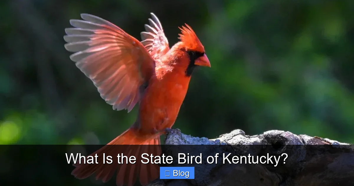 What Is the State Bird of Kentucky?
