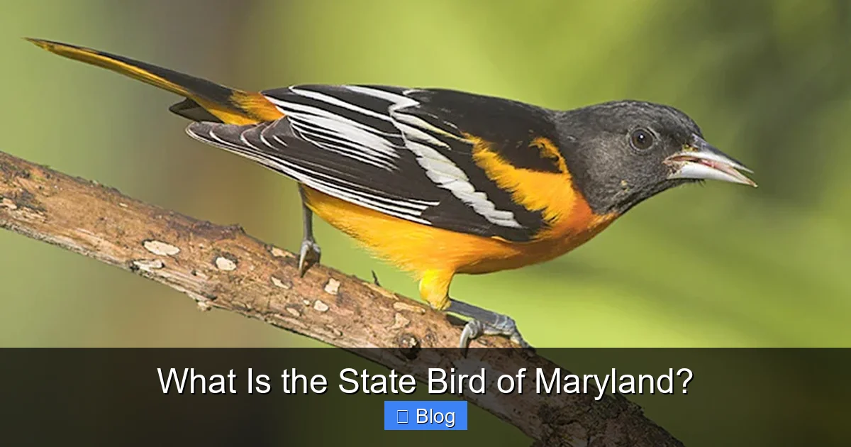 What Is the State Bird of Maryland?