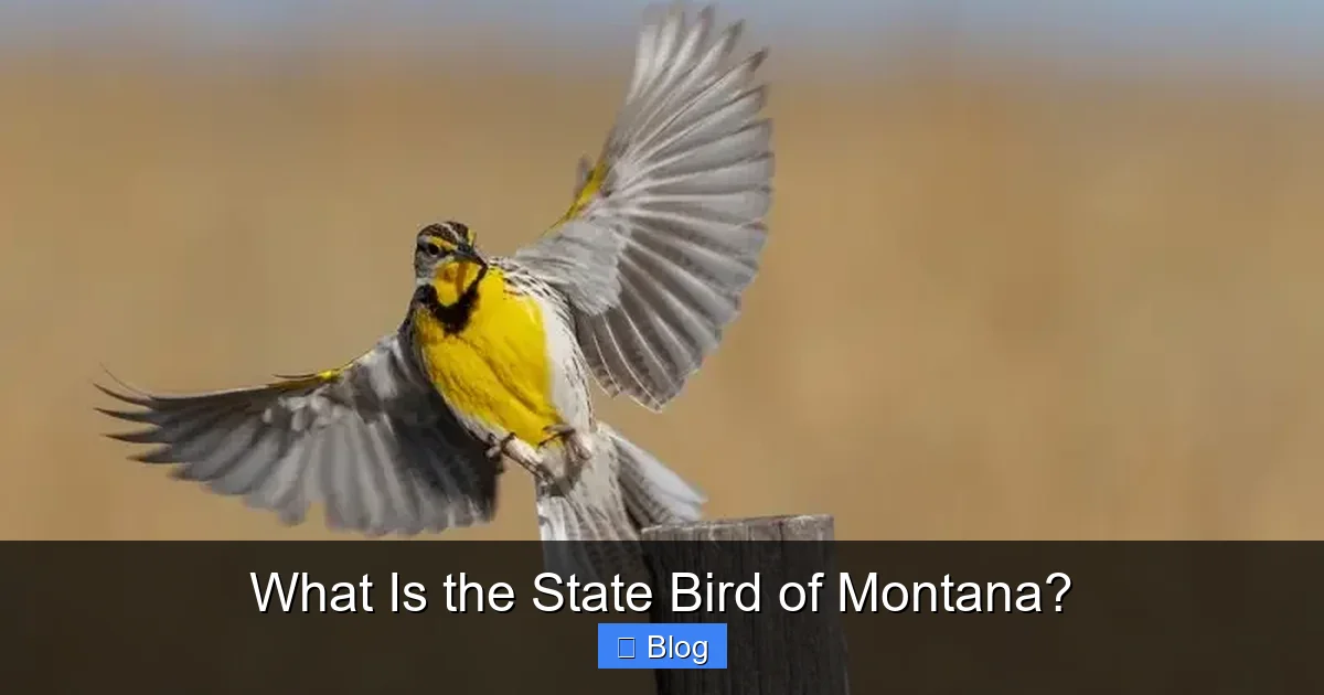What Is the State Bird of Montana?