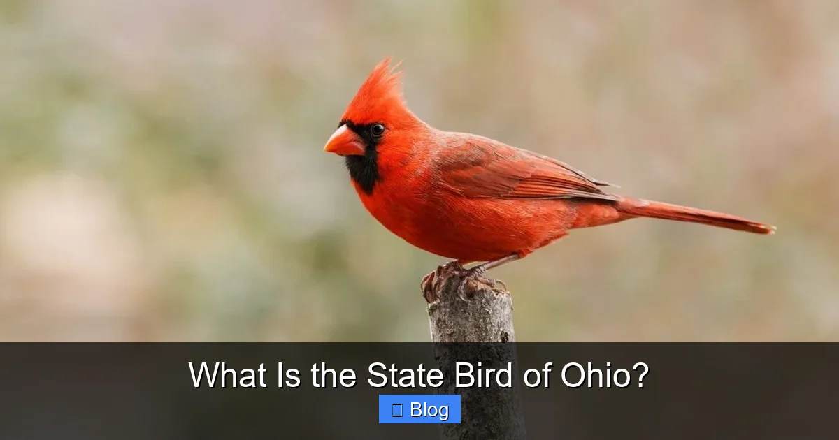 What Is the State Bird of Ohio?
