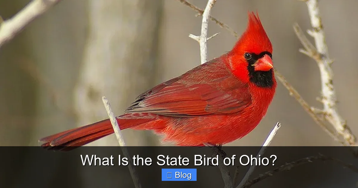 What Is the State Bird of Ohio?