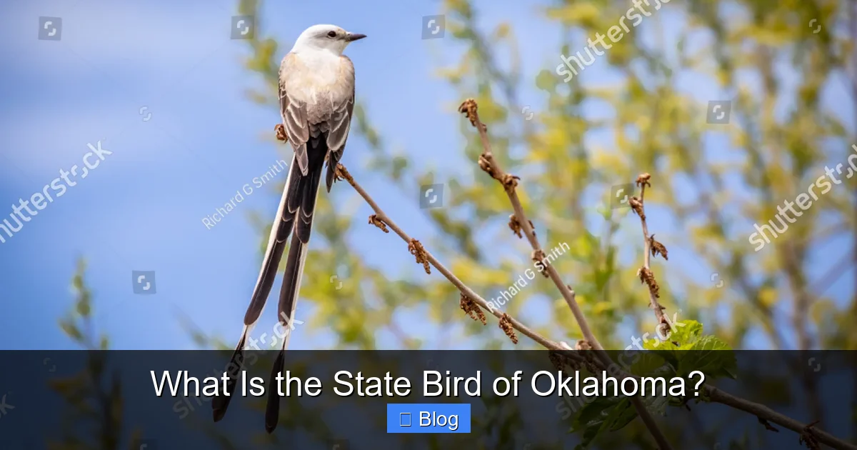 What Is the State Bird of Oklahoma?