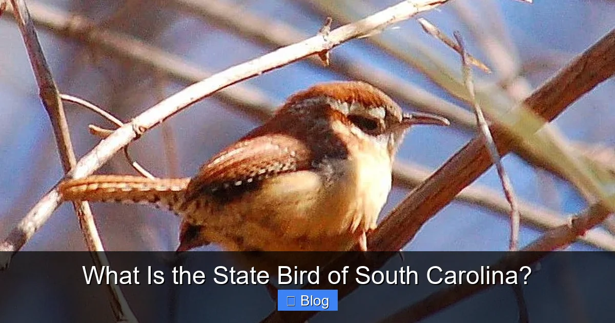 What Is the State Bird of South Carolina?