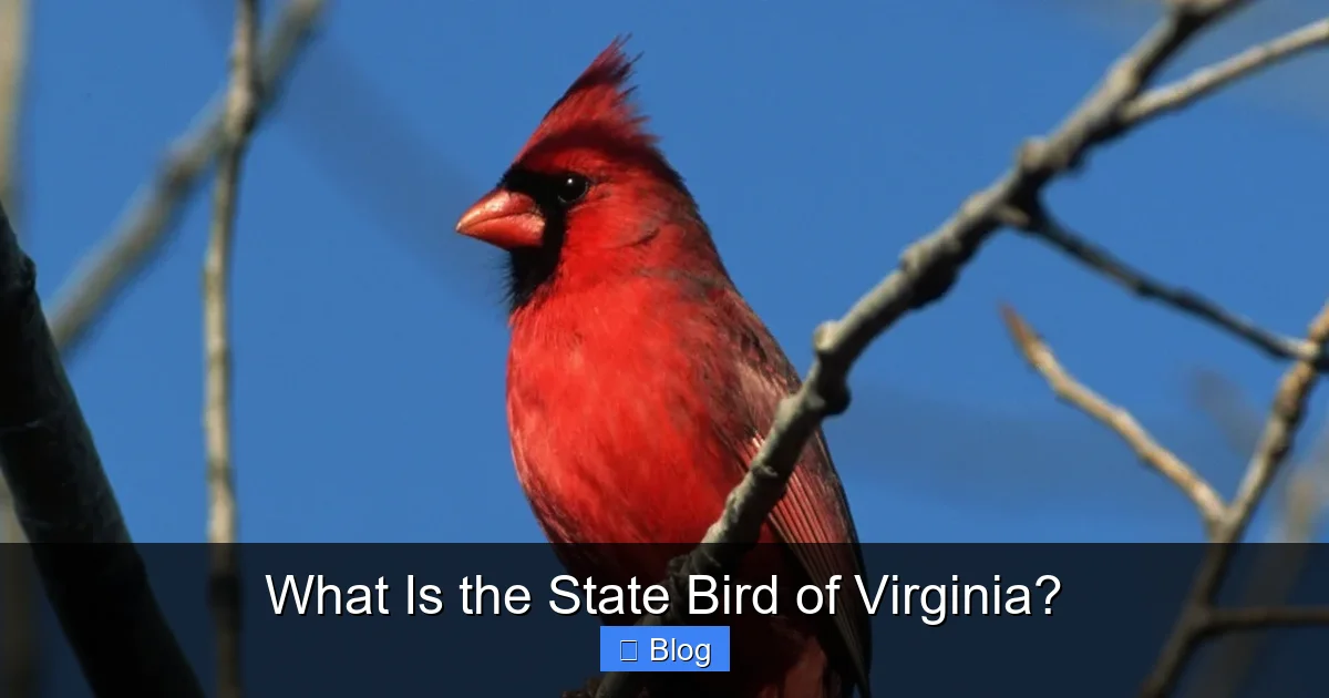 What Is the State Bird of Virginia?