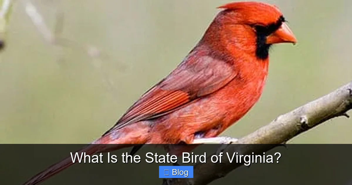 What Is the State Bird of Virginia?