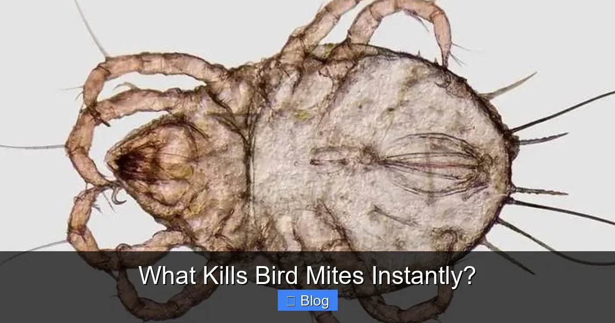 What Kills Bird Mites Instantly?