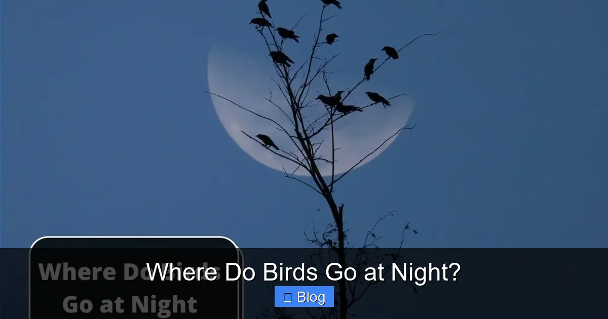 Where Do Birds Go at Night?