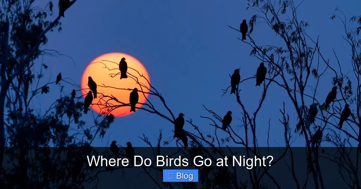 Where Do Birds Go at Night?