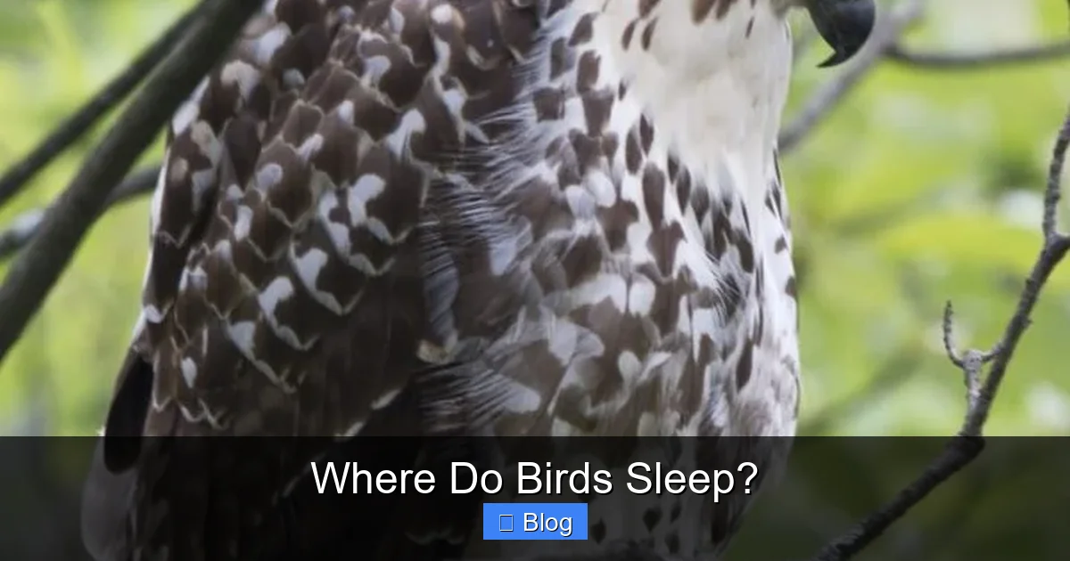 Where Do Birds Sleep?