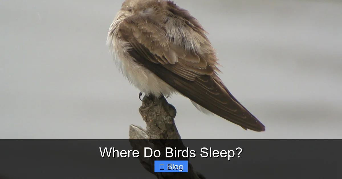 Where Do Birds Sleep?
