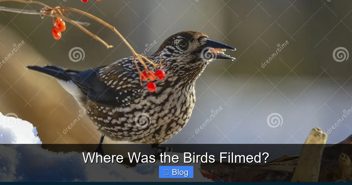 Where Was the Birds Filmed?