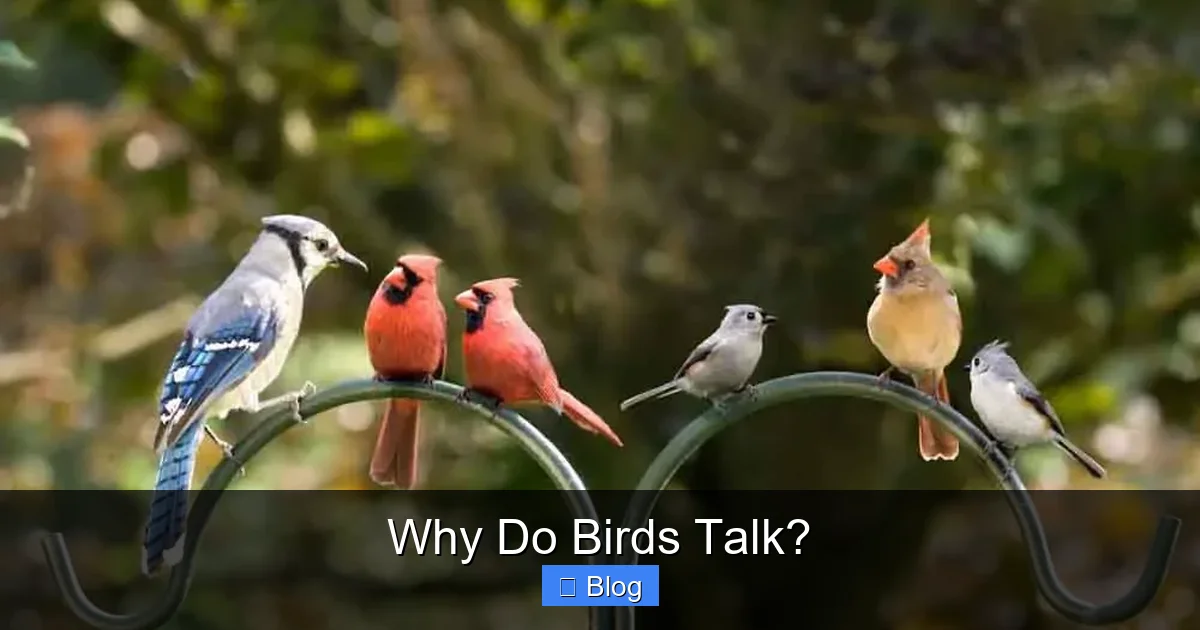 Why Do Birds Talk?