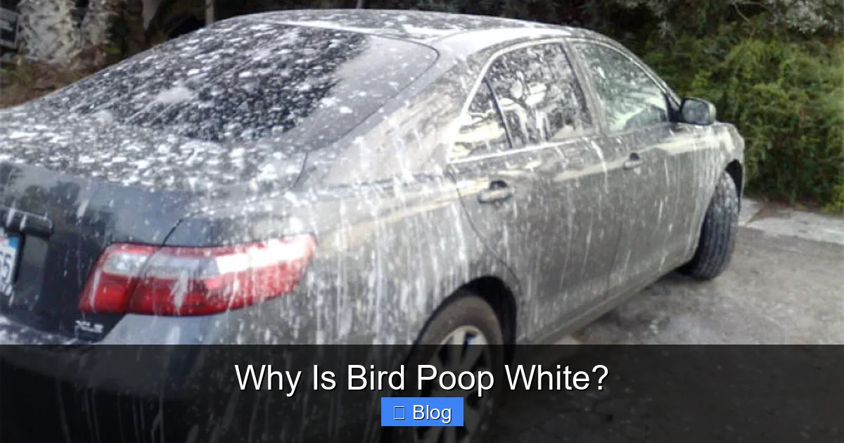 Why Is Bird Poop White?