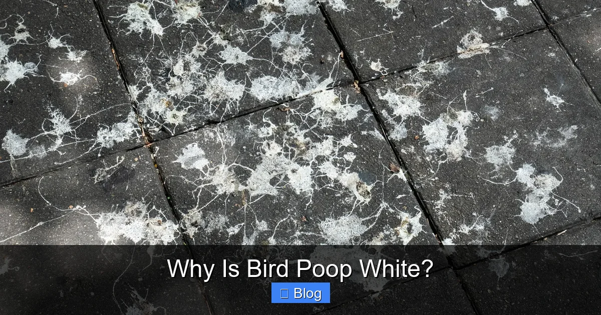 Why Is Bird Poop White?